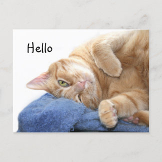 Carte Postale Tabby