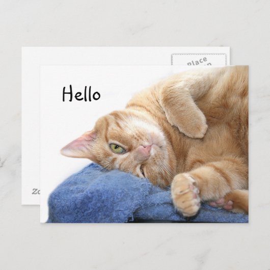 Carte Postale Tabby (Devant / Derrière)