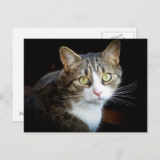 Carte Postale Tabby (Devant / Derrière)
