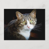 Carte Postale Tabby (Devant)