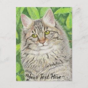 Carte Postale Tabby à poil long