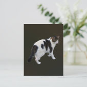 Carte Postale Tabby Blanc Avec Taches Foncées (Debout devant)