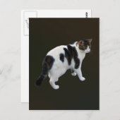 Carte Postale Tabby Blanc Avec Taches Foncées (Devant / Derrière)