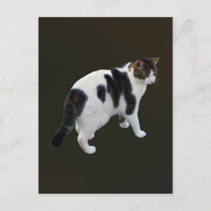 Carte Postale Tabby Blanc Avec Taches Foncées