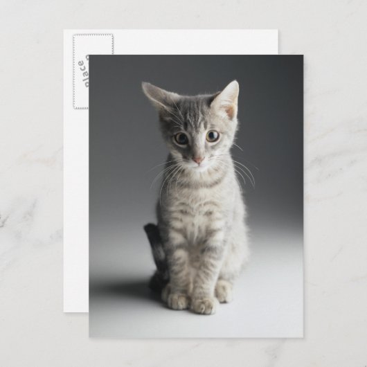 Carte Postale Tabby bleu Kitten (Devant / Derrière)