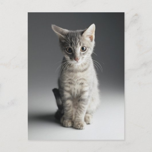 Carte Postale Tabby bleu Kitten (Devant)