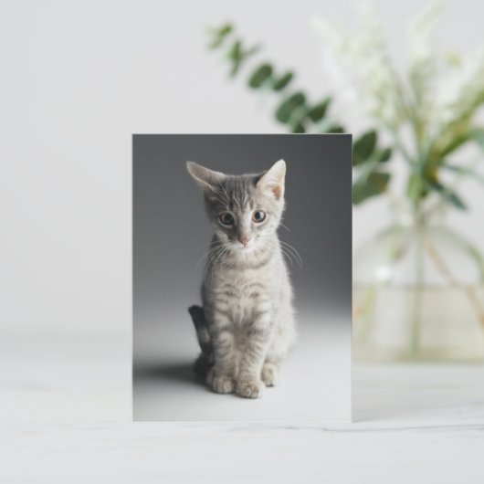 Carte Postale Tabby bleu Kitten (Debout devant)