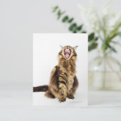 Carte Postale Tabby Brown Classic Main Coon (Debout devant)