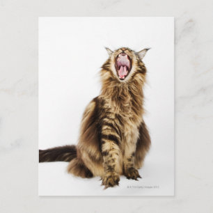 Carte Postale Tabby Brown Classic Main Coon
