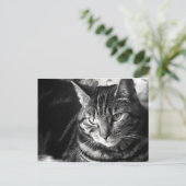 Carte postale Tabby Cat (Debout devant)