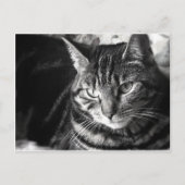 Carte postale Tabby Cat (Devant)