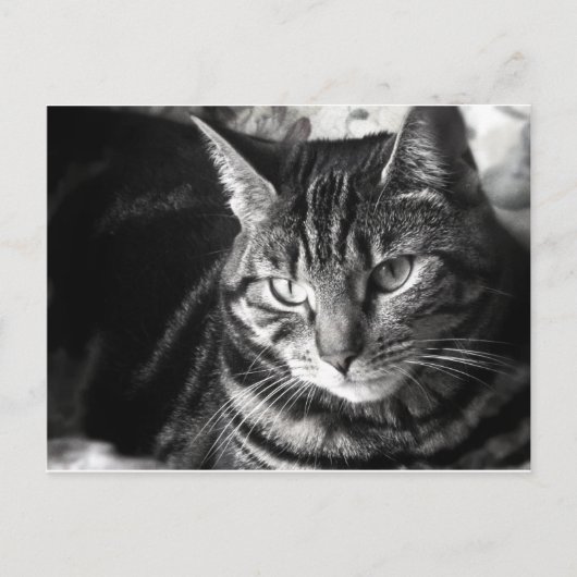Carte postale Tabby Cat (Devant)