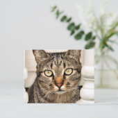 Carte Postale Tabby Cat (Debout devant)