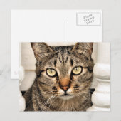 Carte Postale Tabby Cat (Devant / Derrière)