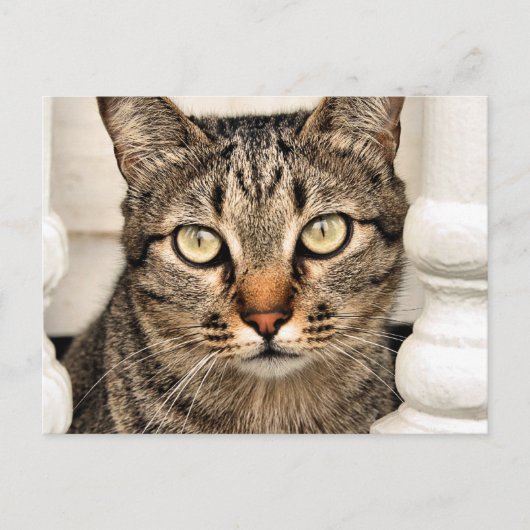 Carte Postale Tabby Cat (Devant)