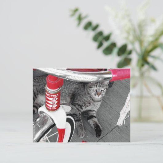 Carte Postale Tabby Cat (Debout devant)