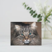 Carte Postale Tabby Cat (Debout devant)