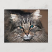 Carte Postale Tabby Cat (Devant)