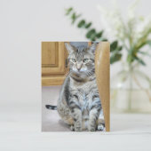 Carte Postale Tabby Cat (Debout devant)