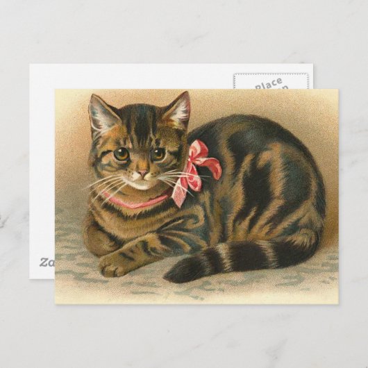 Carte postale "Tabby Cat" (Devant / Derrière)