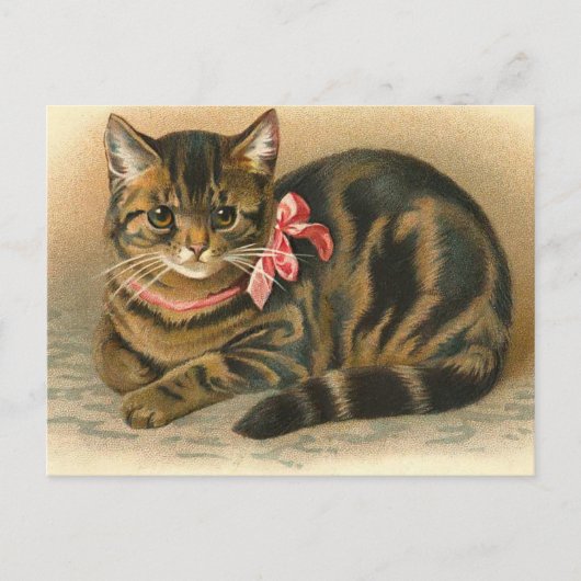 Carte postale "Tabby Cat" (Devant)