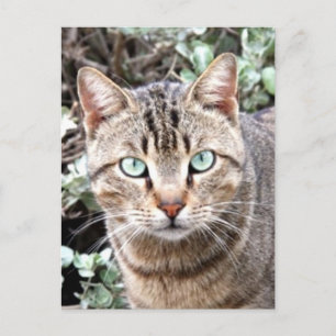Carte Postale Tabby Cat