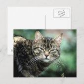 Carte Postale Tabby Cat (Devant / Derrière)