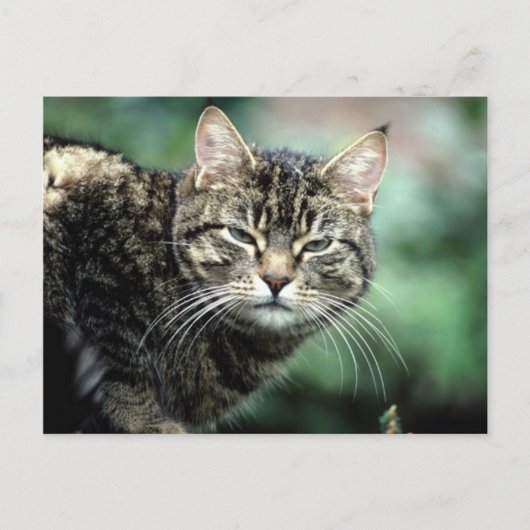 Carte Postale Tabby Cat (Devant)