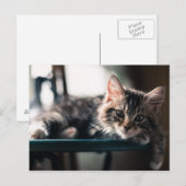 Carte Postale Tabby Cat 2 (Devant / Derrière)