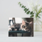 Carte Postale Tabby Cat 2 (Debout devant)