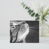 Carte Postale Tabby Cat en noir et blanc (Debout devant)