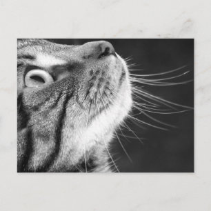 Carte Postale Tabby Cat en noir et blanc