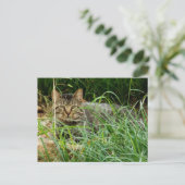 Carte Postale Tabby Cat Hide in Grass Garden Photo (Debout devant)