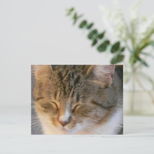 Carte Postale Tabby Cat Love (Debout devant)