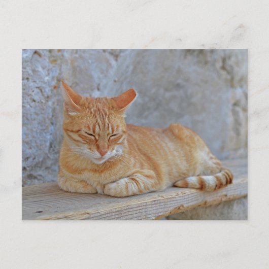 Carte Postale Tabby cat posé à Dubrovnik (Devant)