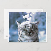 Carte Postale Tabby Cat Snow Splash (Devant / Derrière)