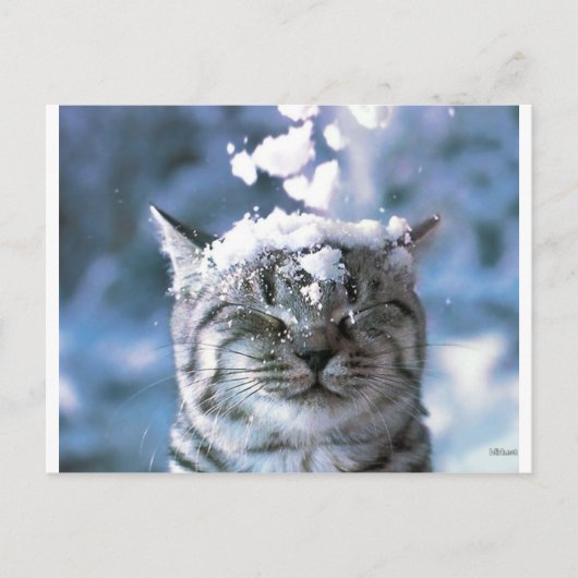 Carte Postale Tabby Cat Snow Splash (Devant)