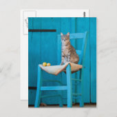 Carte Postale Tabby cat sur une chaise bleue (Devant / Derrière)