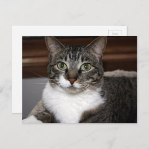 Carte Postale Tabby Cat Vous regardez La Photographie Animale