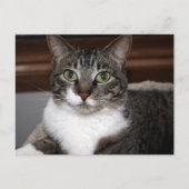 Carte Postale Tabby Cat Vous regardez La Photographie Animale (Devant)