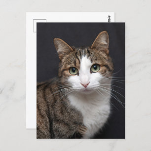 Carte Postale Tabby Chat avec yeux verts contre Arrière - plan n