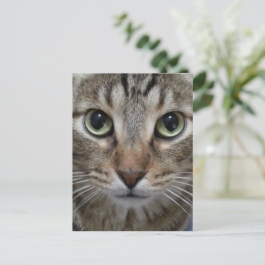 Carte Postale Tabby Chat Brown (Debout devant)
