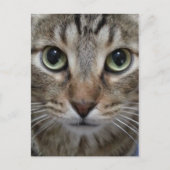 Carte Postale Tabby Chat Brown (Devant)