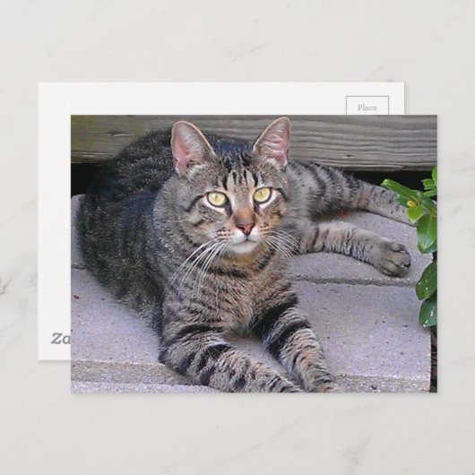 Carte Postale Tabby Chat Brown à l'extérieur (Devant / Derrière)