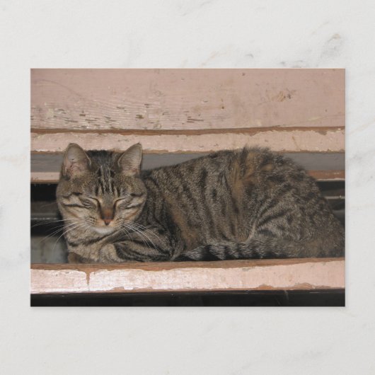 Carte Postale Tabby est en train de sombrer (Devant)