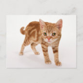 Carte Postale Tabby Ginger orange Shorthair Cat (Devant)