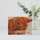 Carte Postale Tabby Ginger orange Shorthair Cat (Debout devant)