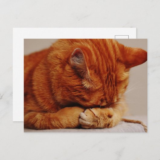 Carte Postale Tabby Ginger orange Shorthair Cat (Devant / Derrière)