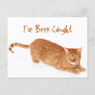 Carte Postale Tabby Ginger orange Shorthair Cat
