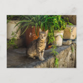 Carte Postale tabby gris mignon chat errant post-croisement (Devant)